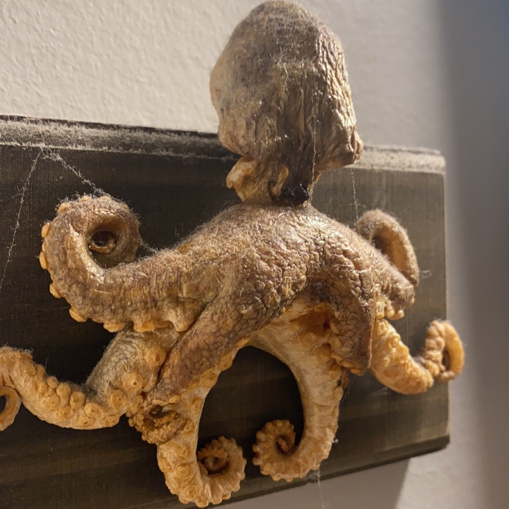 Dried/taxidermy octopus wall art - Picture 4 of 4